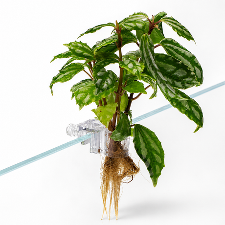 Aquapro Aquarium Plant Holder Clips