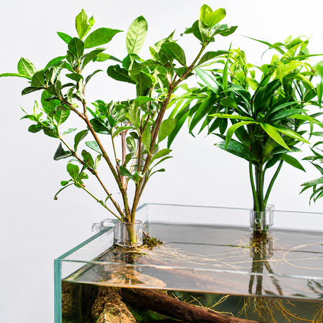 Aquapro Aquarium Plant Holder Clips