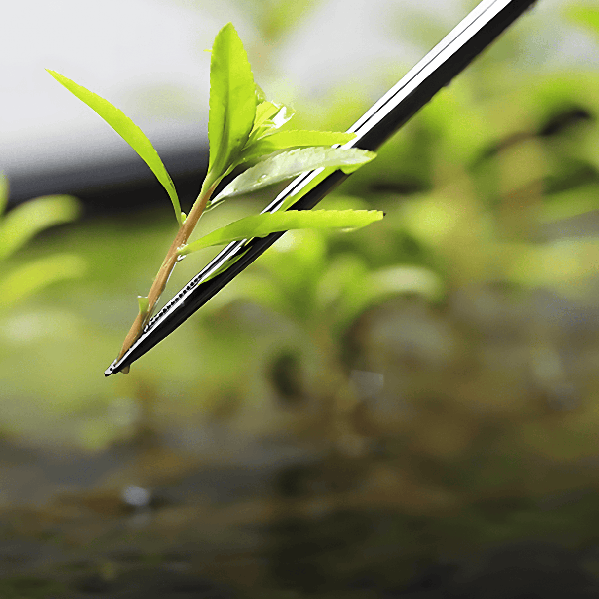 Aquapro Pro Plant Tweezers - Silver - The Aquascape Shop