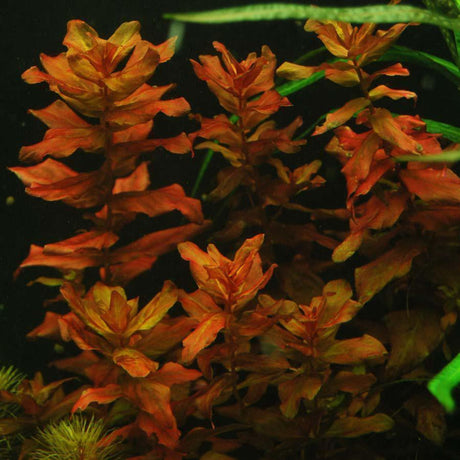 aquatic-plant-rotala-macrandra-bangladesh-2551699112041_900x