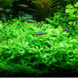 Bacopa 'Compact' in a planted aquarium with neon tetras, an easy midground stem plant