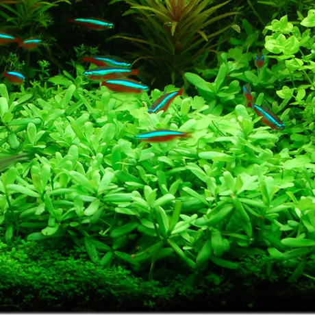 Bacopa 'Compact' in a planted aquarium with neon tetras, an easy midground stem plant