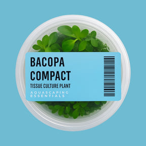 Aquascaping Essentials tissue culture cup of Bacopa 'Compact', a bright-green midground stem aquarium plant
