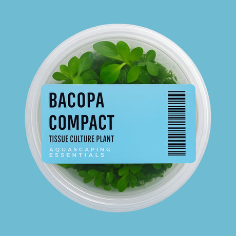 Aquascaping Essentials tissue culture cup of Bacopa 'Compact', a bright-green midground stem aquarium plant