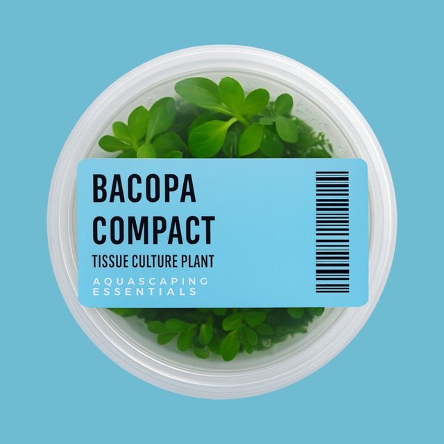Aquascaping Essentials tissue culture cup of Bacopa 'Compact', a bright-green midground stem aquarium plant