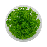Top-down view of a Bacopa 'Compact' tissue culture cup, a compact midground stem aquarium plant