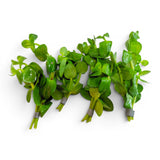 Bacopa Lanigera - The Aquascape Shop