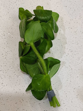 Bacopa Lanigera - The Aquascape Shop