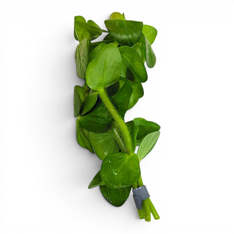 Bacopa Lanigera - The Aquascape Shop