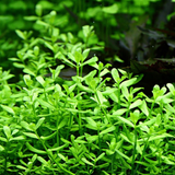 Close-up of Bacopa 'Compact' with short internodes and small round leaves, an easy stem aquarium plant