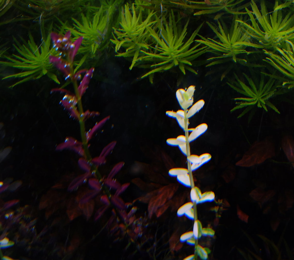 Bacopa Monnieri 'Compact White' Tissue Culture - The Aquascape Shop
