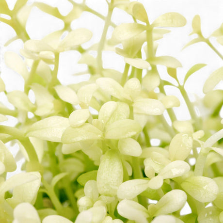 Close-up of Bacopa 'Platinum' with pale creamy-white variegated leaves, a striking stem aquarium plant
