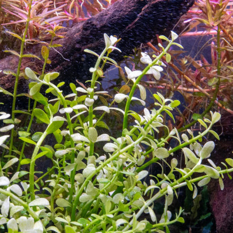 Bacopa 'Platinum' in an aquascape with white-tipped stems by driftwood, a variegated midground plant