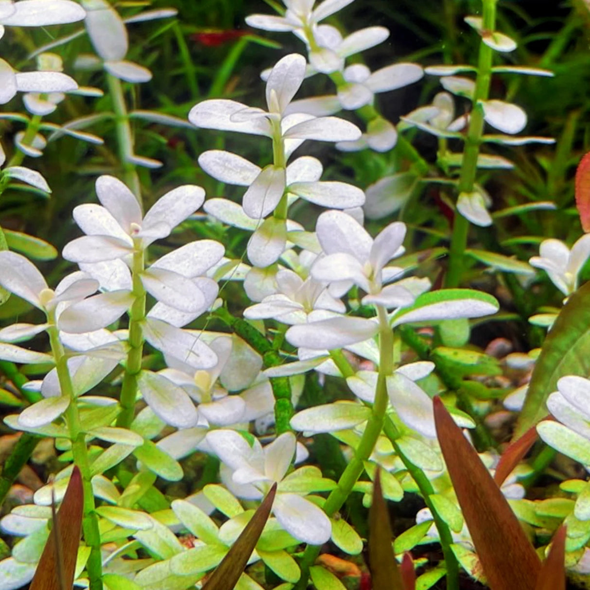 Bacopa 'Platinum' submersed, bright white leaves on green stems, a striking midground aquarium plant