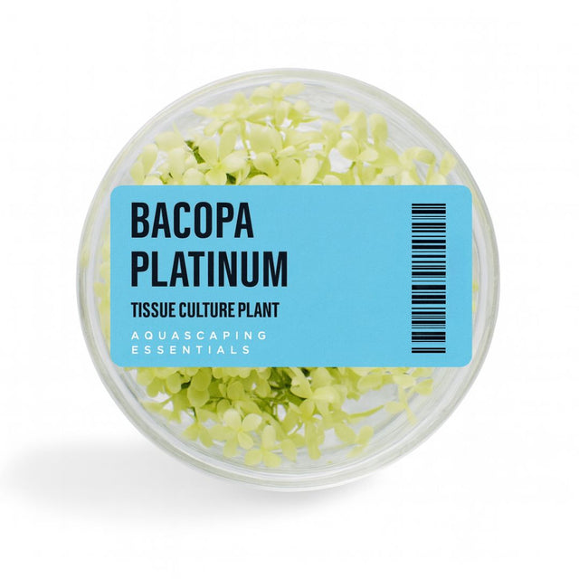 Aquascaping Essentials tissue culture cup of Bacopa monnieri 'Platinum', a variegated stem aquarium plant