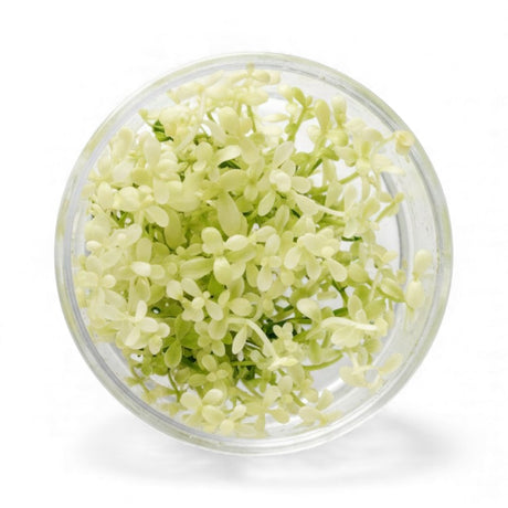 Top-down view of a Bacopa 'Platinum' tissue culture cup with platinum-white foliage