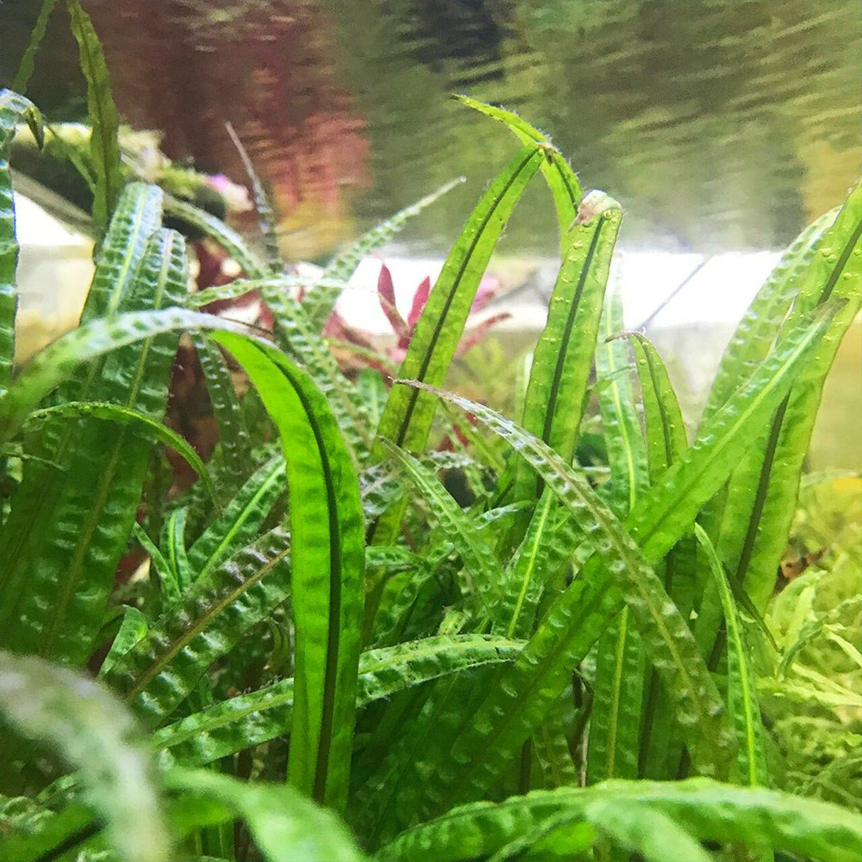 Cryptocoryne Crispatula 'Balansae' Tissue Culture