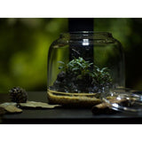 Bioloark Bubble Cup - The Aquascape Shop