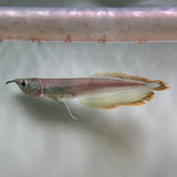 Black Arowana - The Aquascape Shop