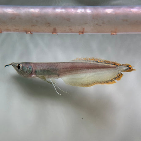 Black Arowana - The Aquascape Shop