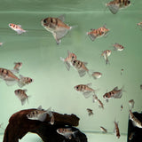 Black Widow Tetra - The Aquascape Shop