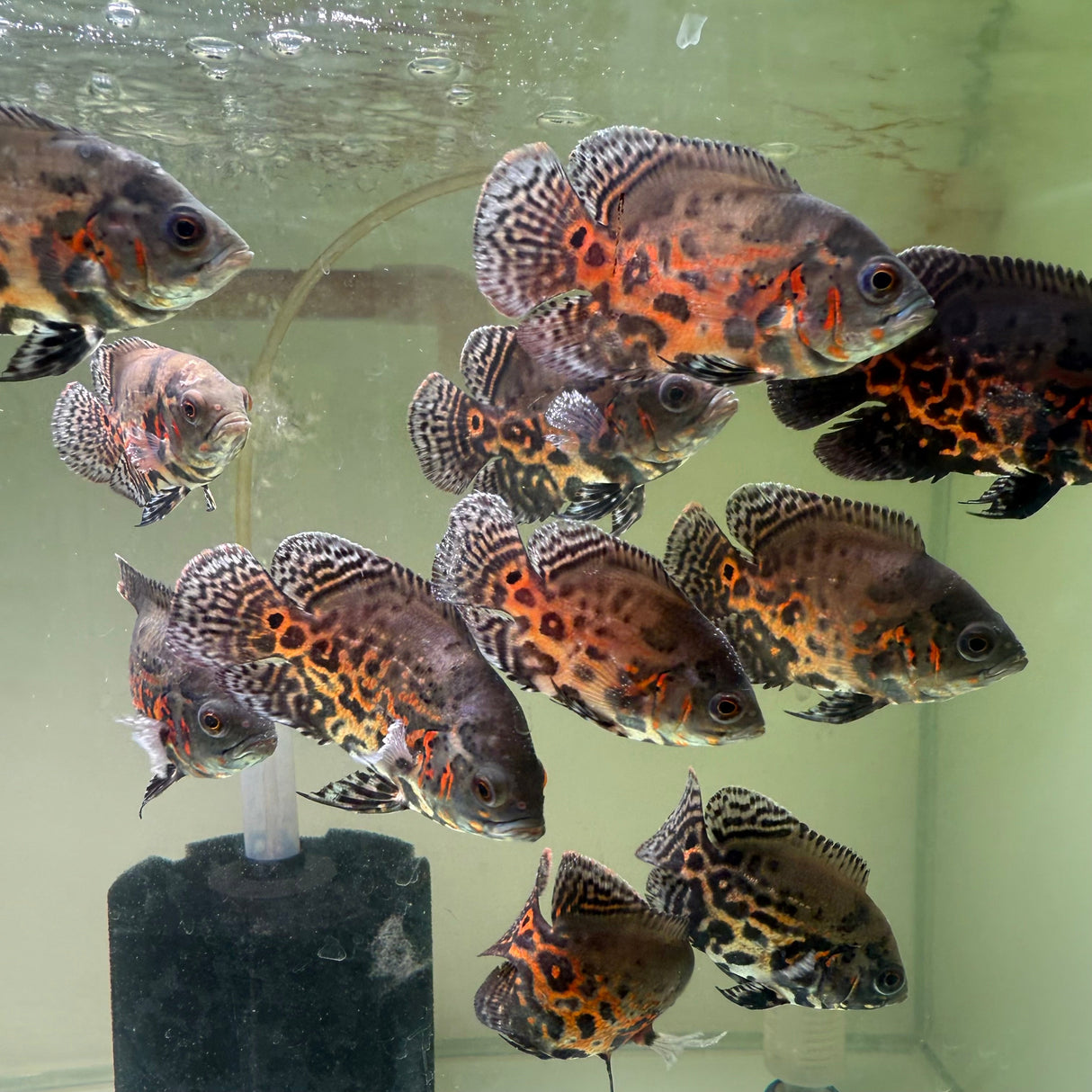 Blood Red Oscar - The Aquascape Shop
