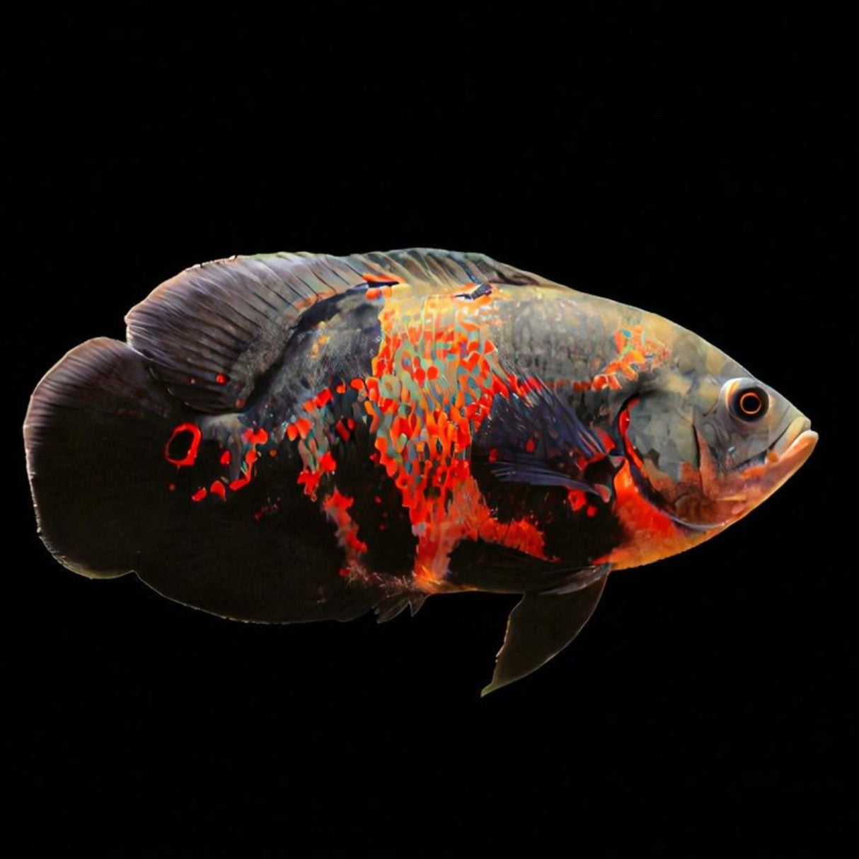 Blood Red Oscar - The Aquascape Shop
