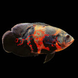 Blood Red Oscar - The Aquascape Shop