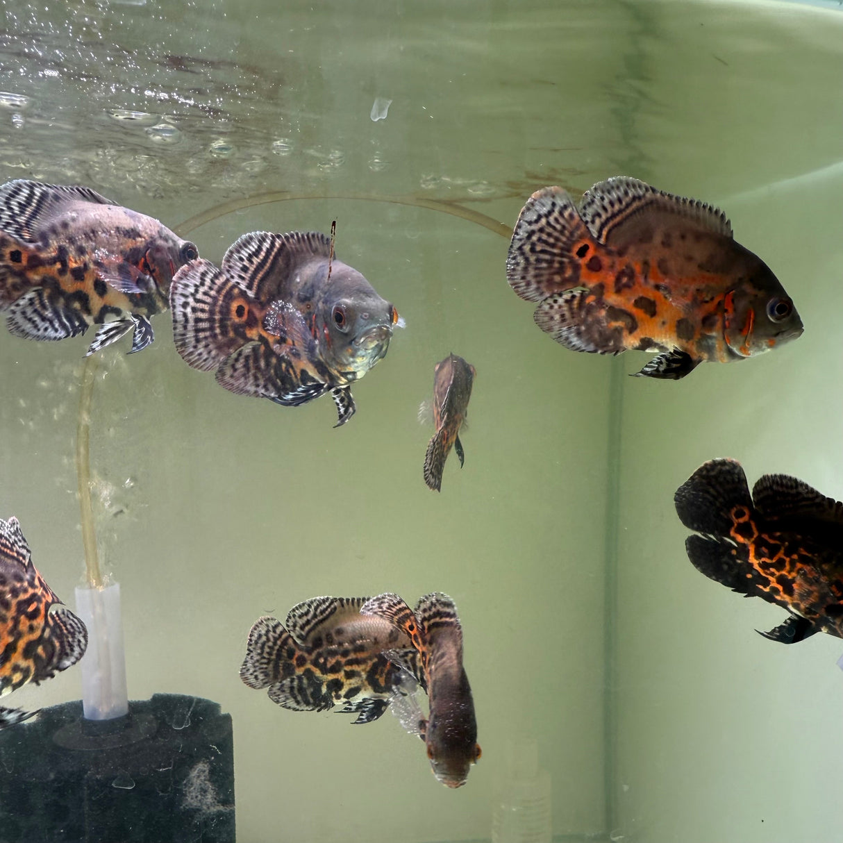 Blood Red Oscar - The Aquascape Shop