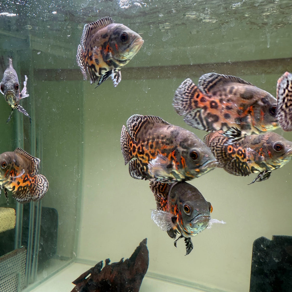 Blood Red Oscar - The Aquascape Shop