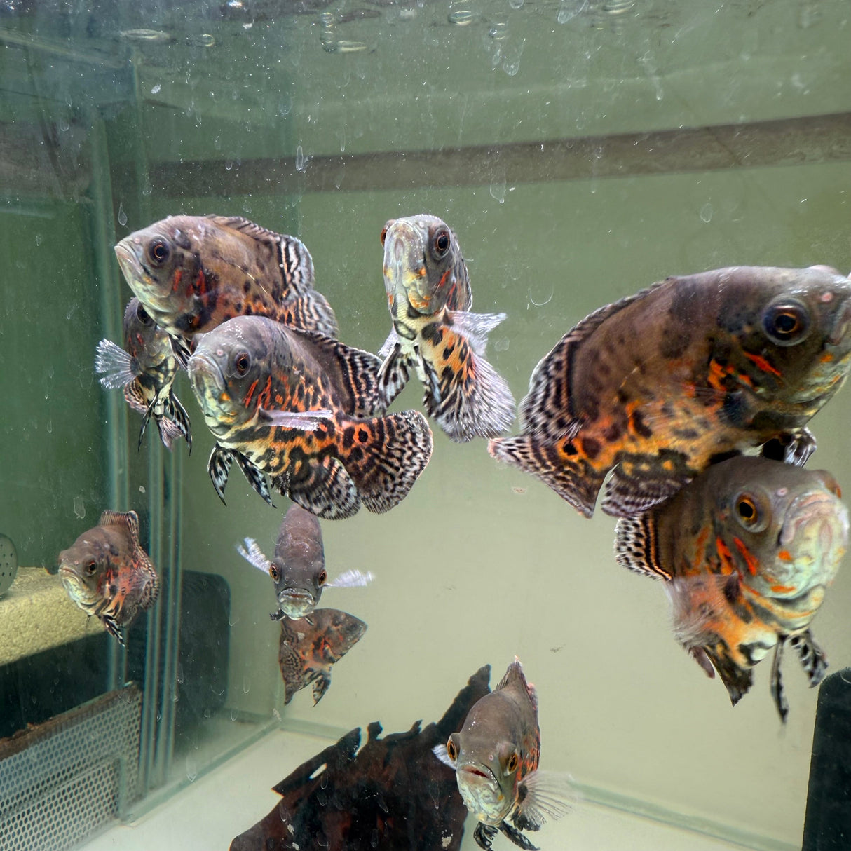 Blood Red Oscar - The Aquascape Shop