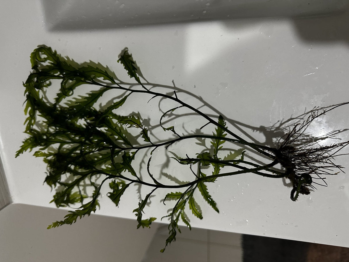 Bolbitis Heudelotii - The Aquascape Shop
