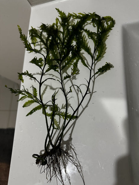 Bolbitis Heudelotii - The Aquascape Shop
