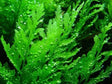 Bolbitis Heudelotii - The Aquascape Shop