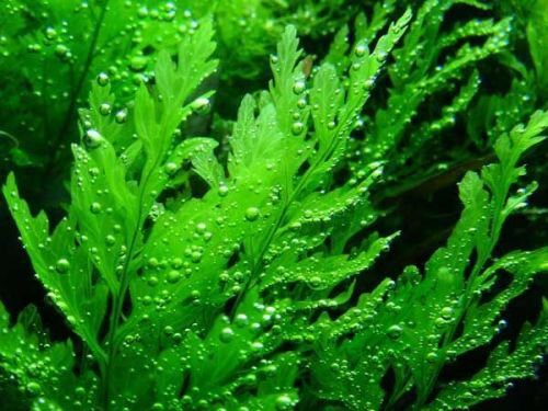 Bolbitis Heudelotii - The Aquascape Shop