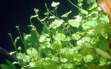 Cardamine Lyrata - The Aquascape Shop