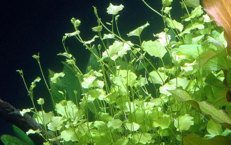 Cardamine Lyrata - The Aquascape Shop