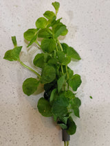 Cardamine Lyrata - The Aquascape Shop