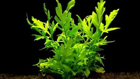 Ceratopteris Cornuta - Broad Leaf Indian Fern - The Aquascape Shop