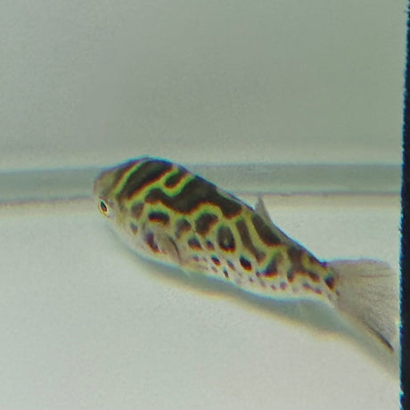 Ceylon Green Pufferfish - The Aquascape Shop