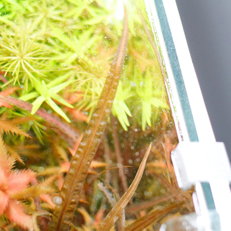 Chihiros Aquarium Background LED Lightscreen - The Aquascape Shop