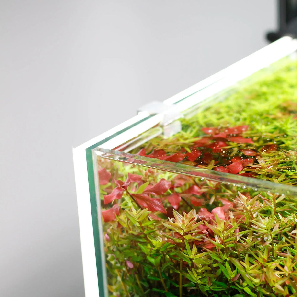 Chihiros Aquarium Background LED Lightscreen - The Aquascape Shop