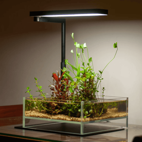 Chihiros CII RGB Base Stand - The Aquascape Shop