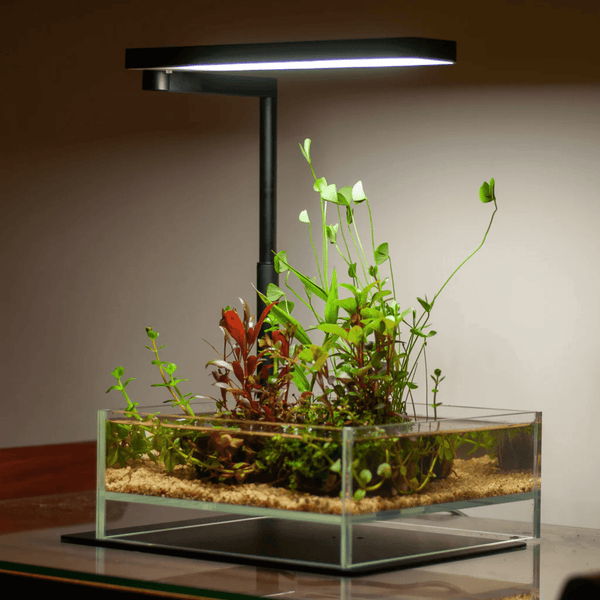 Chihiros CII RGB LEDライト【美品】 Chihiros CII RGB LED Light | Nano Aquarium Light | The