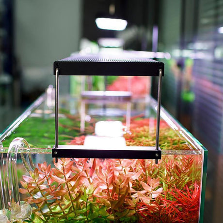Chihiros WRGBII PRO LED - The Aquascape Shop