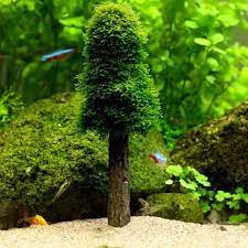 Christmas Moss Tree Holder - The Aquascape Shop