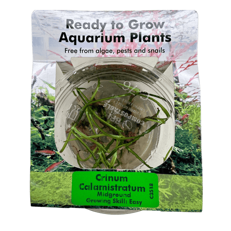 Crinum Calamistratum Tissue Culture - The Aquascape Shop