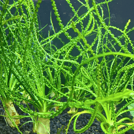 Crinum Calamistratum Tissue Culture - The Aquascape Shop