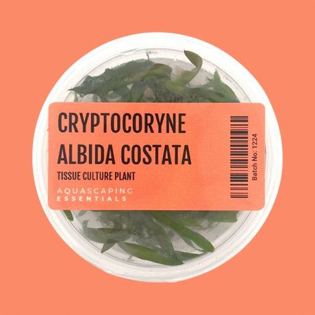 Cryptocoryne Albida Costata Tissue Culture (Aquascaping Essentials) - The Aquascape Shop