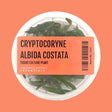 Cryptocoryne Albida Costata Tissue Culture (Aquascaping Essentials) - The Aquascape Shop